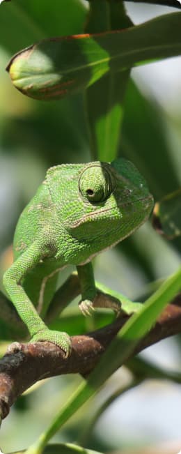Camaleão | Animaris