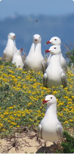 Gaivotas | Animaris